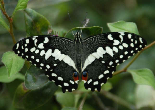 Butterfly, Kenya