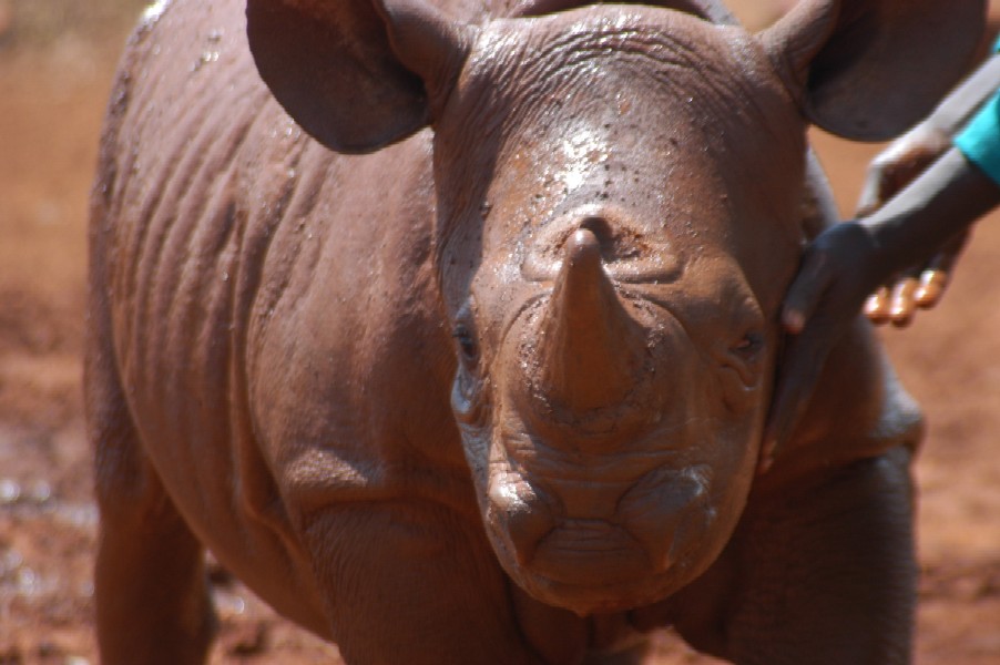 Baby Rhino, Karen, Kenya