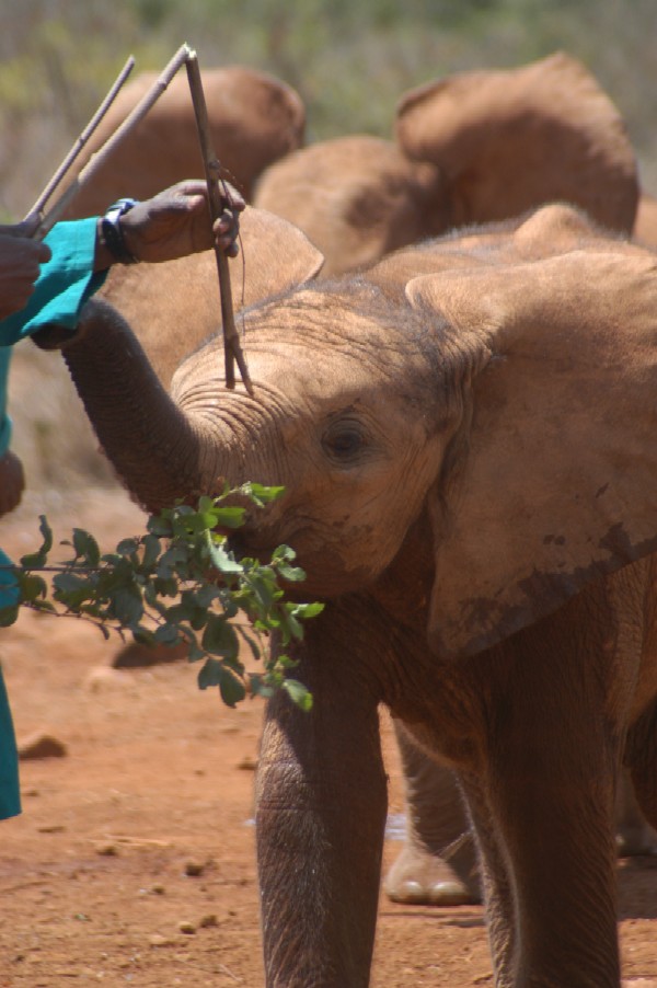 Baby Elephant, Karen, Kenya