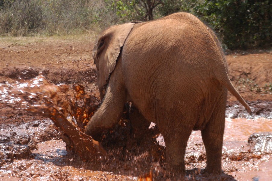 Baby Elephant, Karen, Kenya