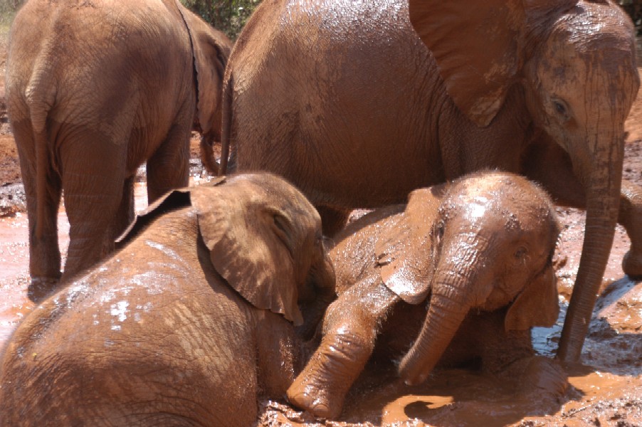 Baby Elephants, Karen, Kenya