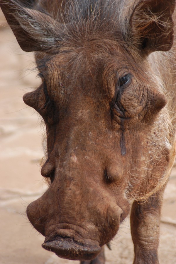 Warthog, Karen, Kenya