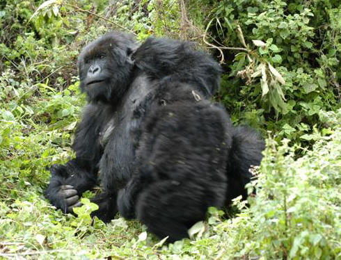 Gorilla Trekking, Rwanda