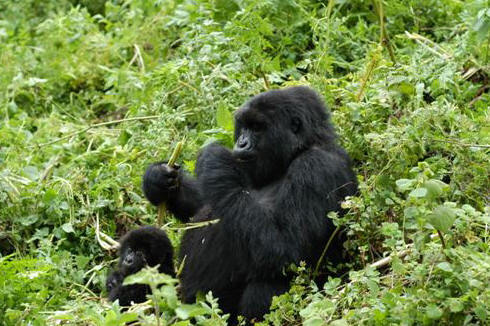 Gorilla Trekking, Rwanda