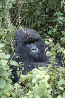 Gorilla Trekking, Rwanda