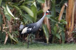 Crowned Crane, Gisenyi, Rwanda