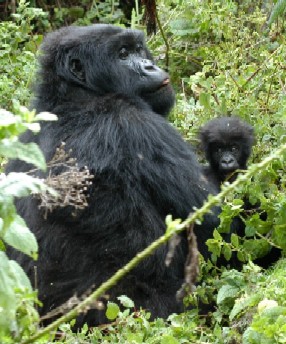 Gorilla Trekking, Rwanda