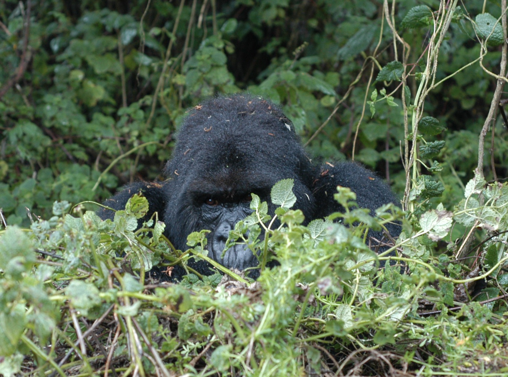 Gorilla Trekking, Rwanda