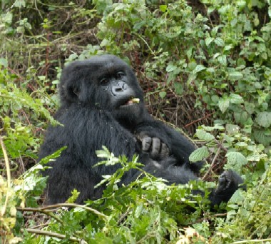 Gorilla Trekking, Rwanda