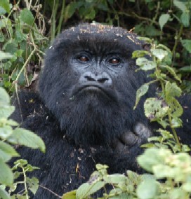 Gorilla Trekking, Rwanda