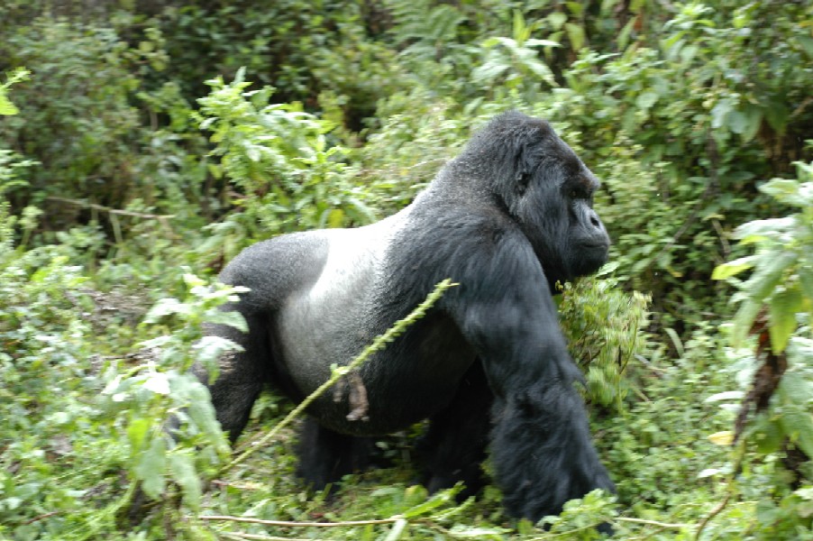 Gorilla Trekking, Rwanda