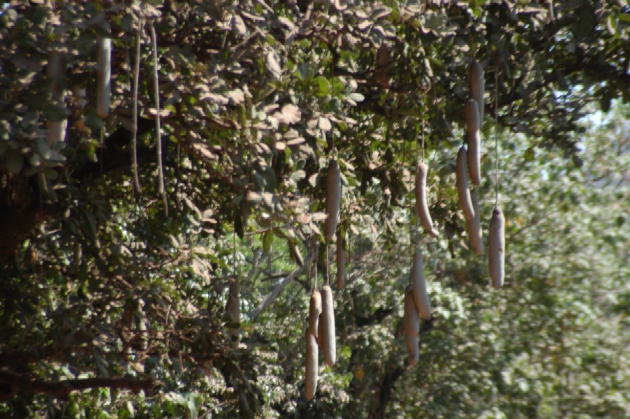 Sausage Tree, Lake Manyara, Tanzania