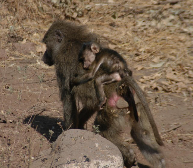 Baboons, Lake Manyara, Tanzania