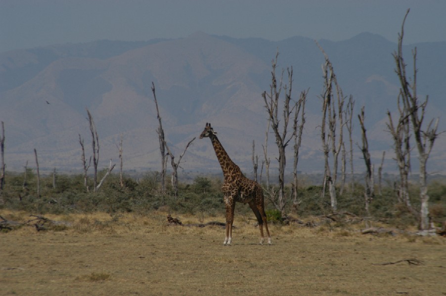 Giraffe, Lake Manyara, Tanzania