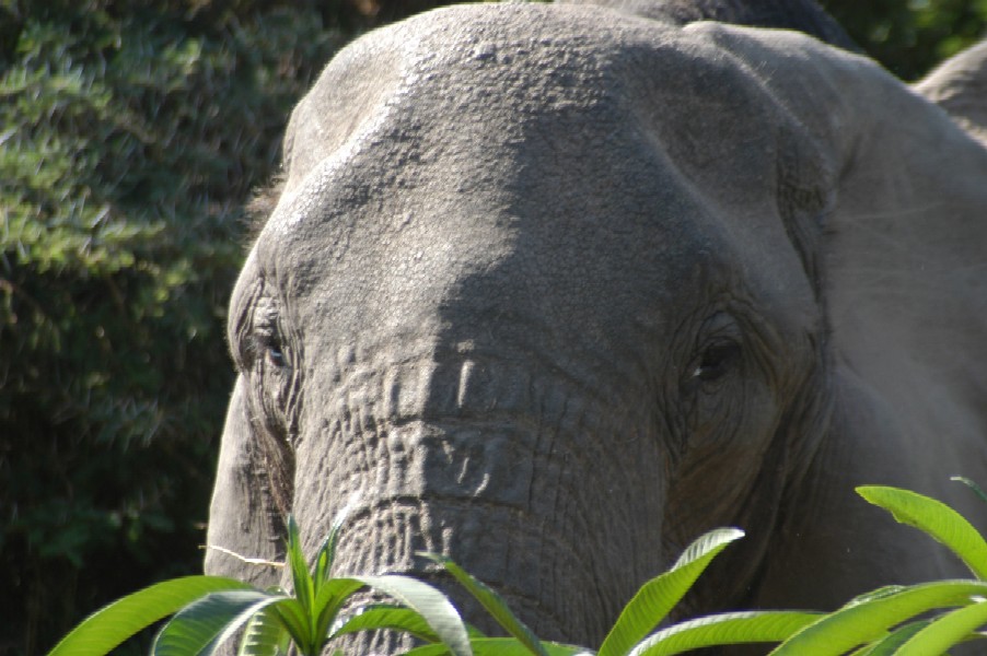 Elephant, Lake Manyara, Tanzania