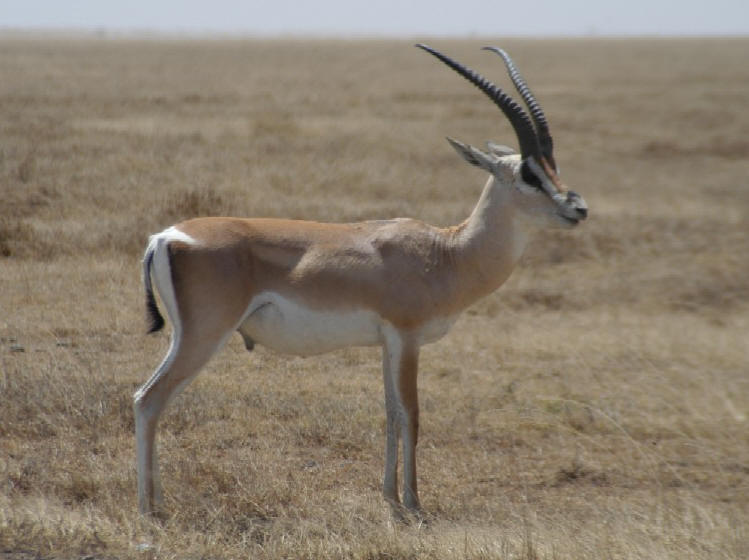 Grant's Gazelle, Serengeti