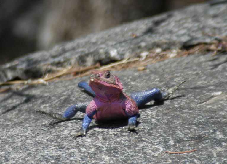 Agoma Lizard, Serengeti