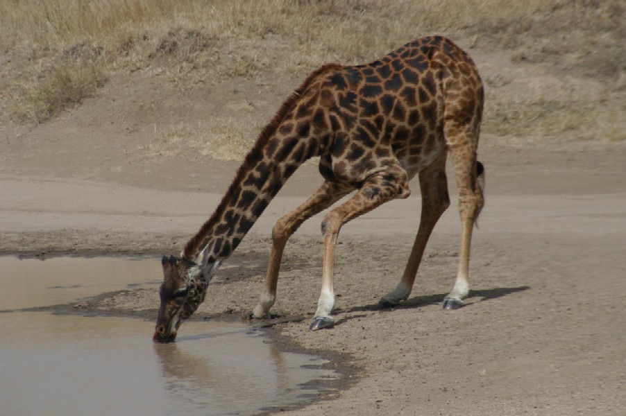 Drinking Giraffe, Serengeti