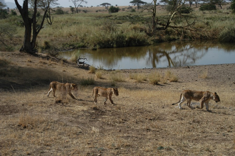 lioness, serengeti