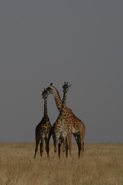 Giraffes Keeping Lookout, Serengeti