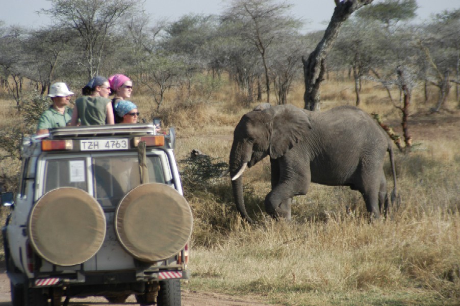 Elephants, Serengeti