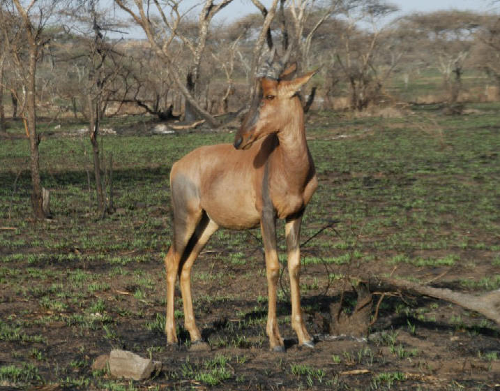 Topi, Serengeti