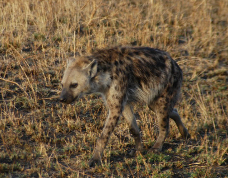 Hyena, Serengeti