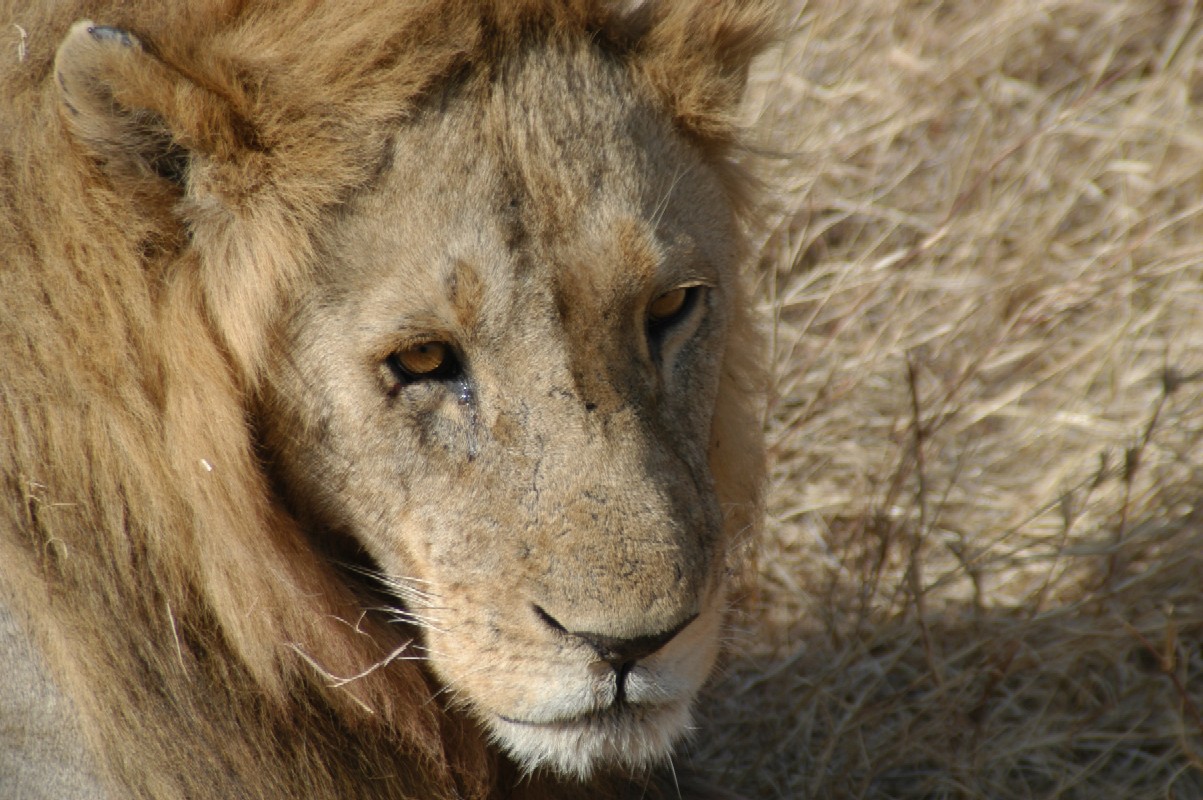 Lion, Serenget