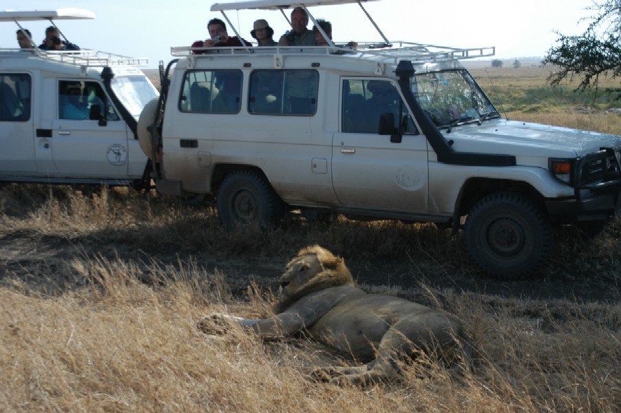 Lion Watching, Serengeti