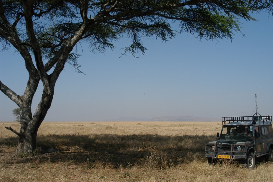 Lion Research, Serengeti