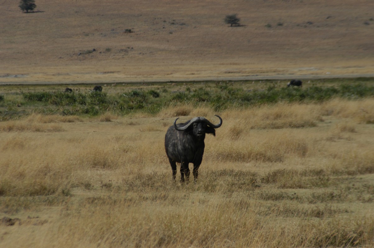 Water Buffalo, Ngorongoro Crater