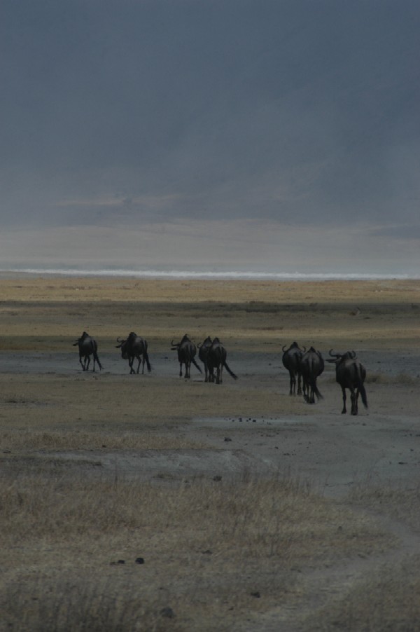 Water Buffalo, Ngorongoro Crater