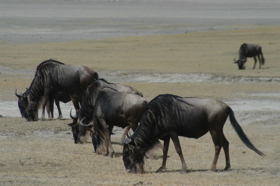 Water Buffalo, Ngorongoro Crater