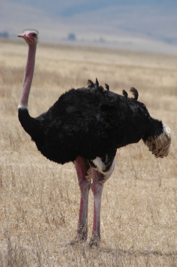 Ostrich, Ngorongoro Crater