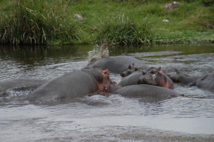 Hippos, Ngorongoro Crater