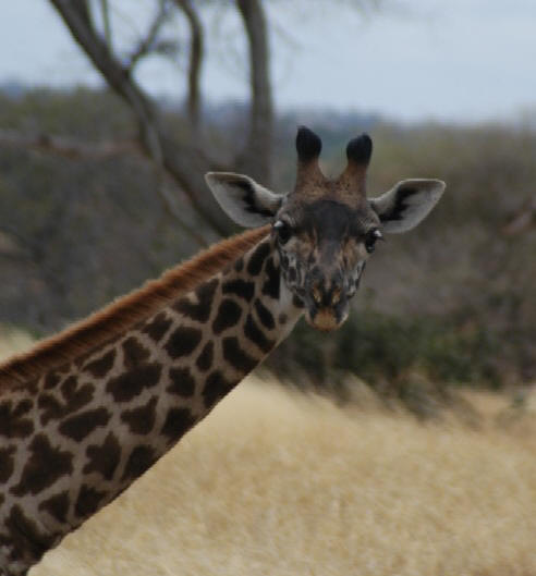 Giraffe, Tarangire