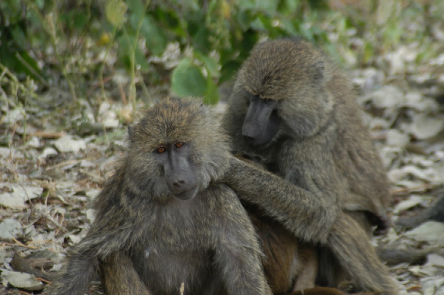 Baboons, Tarangire