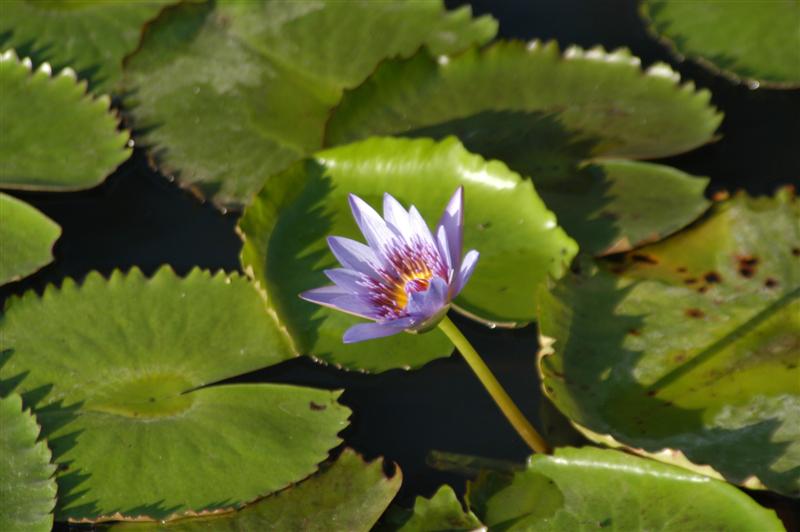 Water Lily, Zanzibar