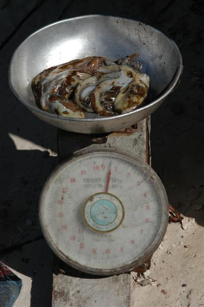 Weighing Squid, Paje, Zanzibar