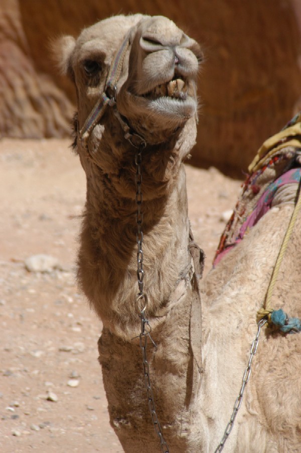 Camel, Petra, Jordan