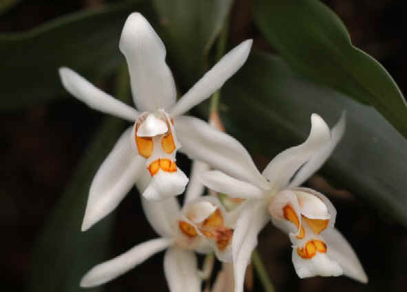 Orchids, Gangtok, Sikkim, India