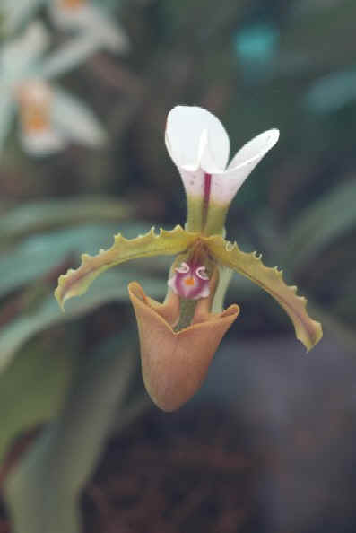 Orchids, Gangtok, Sikkim, India