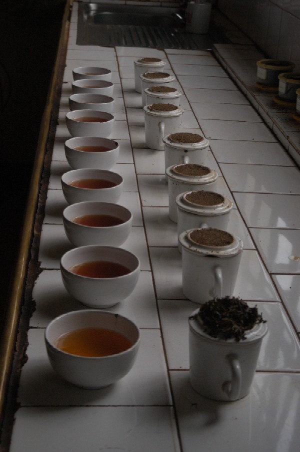 Pedro Tea Estate, Nuwara Eliya, Sri Lanka