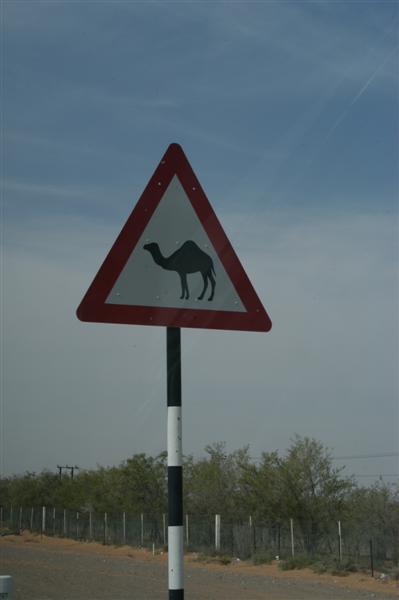 Camel Crossing, UAE